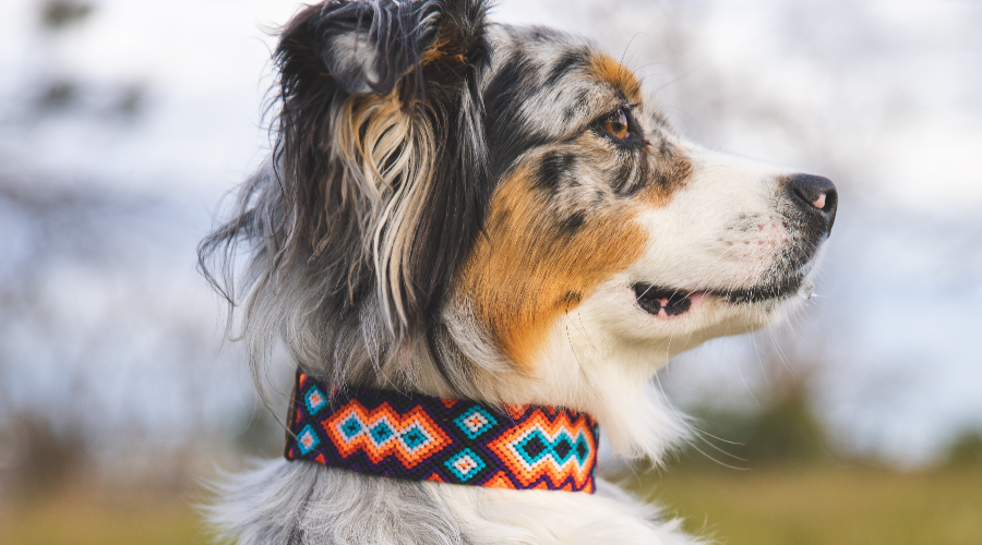 Mimoso Accessories Header.jpg