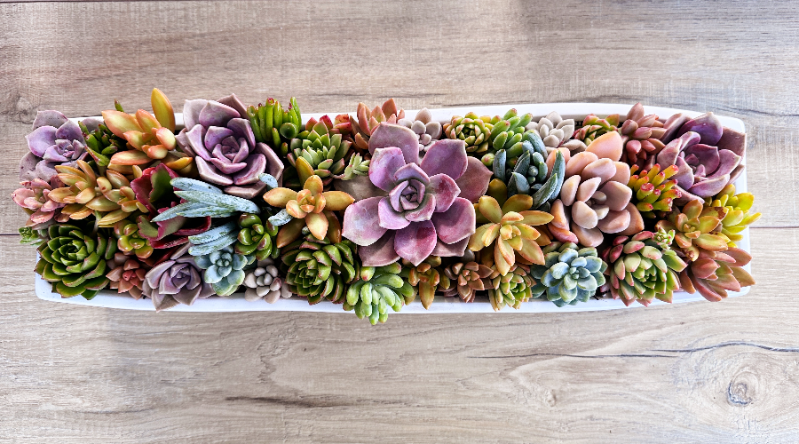 Shire Succulents Header.jpg
